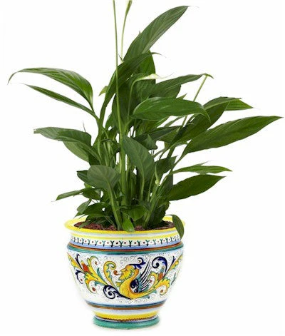RAFFAELLESCO DELUXE: Luxury Cachepot Planter LARGE - Image 5